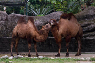 2013_10_31_Taipei_Zoo