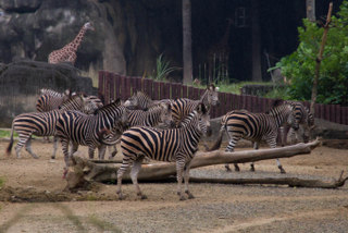 2013_10_31_Taipei_Zoo