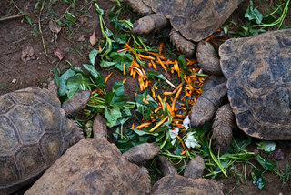 2013_10_31_Taipei_Zoo