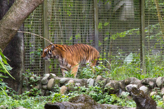 2013_10_31_Taipei_Zoo