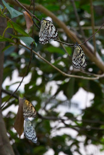 2013_10_31_Taipei_Zoo