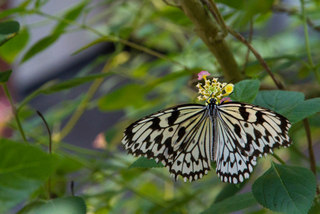 2013_10_31_Taipei_Zoo