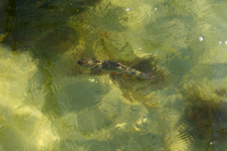 2014_07_08_Lund_o_Lomma