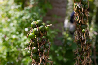 2015_07_20_Visby,_Kappelshamn,_Gotland