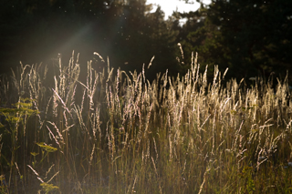 2015_07_20_Visby,_Kappelshamn,_Gotland