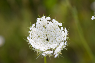 2015_07_20_Visby,_Kappelshamn,_Gotland