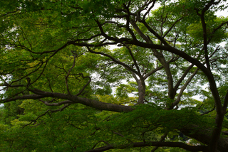 2015_08_27-28_Tokyo,_Shinjuku,_Park_Hyatt