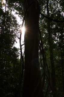 2016_02_14-18_Khao_Yai_Nationalpark_Thailand