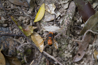 2016_02_14-18_Khao_Yai_Nationalpark_Thailand