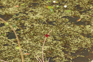 2016_02_14-18_Khao_Yai_Nationalpark_Thailand