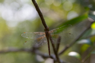 2016_02_14-18_Khao_Yai_Nationalpark_Thailand