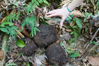 2016_02_14-18_Khao_Yai_Nationalpark_Thailand
