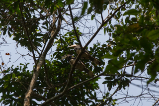 2016_02_14-18_Khao_Yai_Nationalpark_Thailand