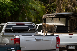 2016_02_14-18_Khao_Yai_Nationalpark_Thailand