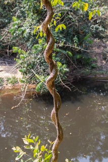 2016_02_14-18_Khao_Yai_Nationalpark_Thailand