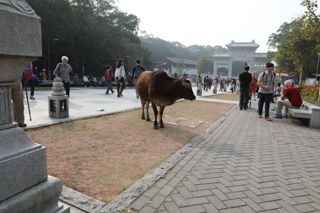 2017_01_08_Lantau_Island,_Hong_Kong