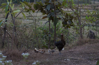 2018_01_08-12_Champasak,_Laos