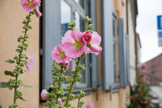 2018_07_17-19_Stralsund,_Tyskland