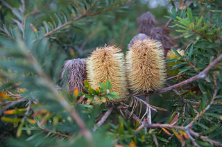 2019_02_06-09_Wilsons_Promontory