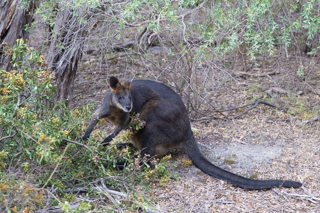 2019_02_06-09_Wilsons_Promontory