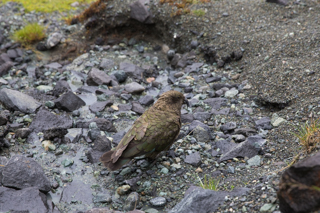 2019_02_11_Milford_Sound