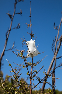 2019_02_15_Mot_Fox_Glacier