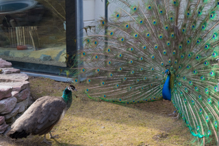 2019_04_06_Skansen