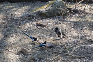 2019_04_06_Skansen