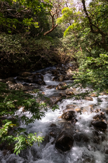 2025_02_11_Parque_Nacional_Rincon_de_la_Vieja,_Costa_Rica