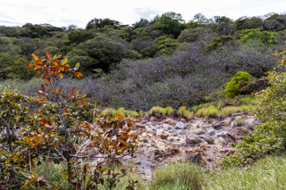 2025_02_11_Parque_Nacional_Rincon_de_la_Vieja,_Costa_Rica