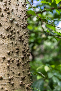 2025_02_11_Parque_Nacional_Rincon_de_la_Vieja,_Costa_Rica