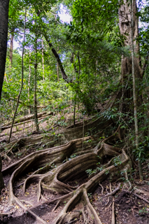 2025_02_11_Parque_Nacional_Rincon_de_la_Vieja,_Costa_Rica