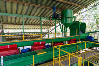 2025_02_13_Diria_Coffe_Plantation,_Costa_Rica