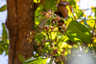 2025_02_13_Diria_Coffe_Plantation,_Costa_Rica