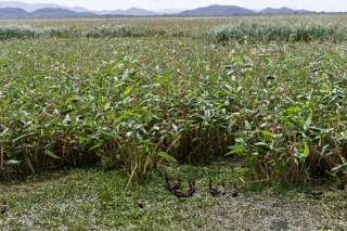 2025_02_15_Parque_Nacional_Palo_Verde