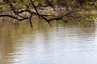2025_02_15_Parque_Nacional_Palo_Verde